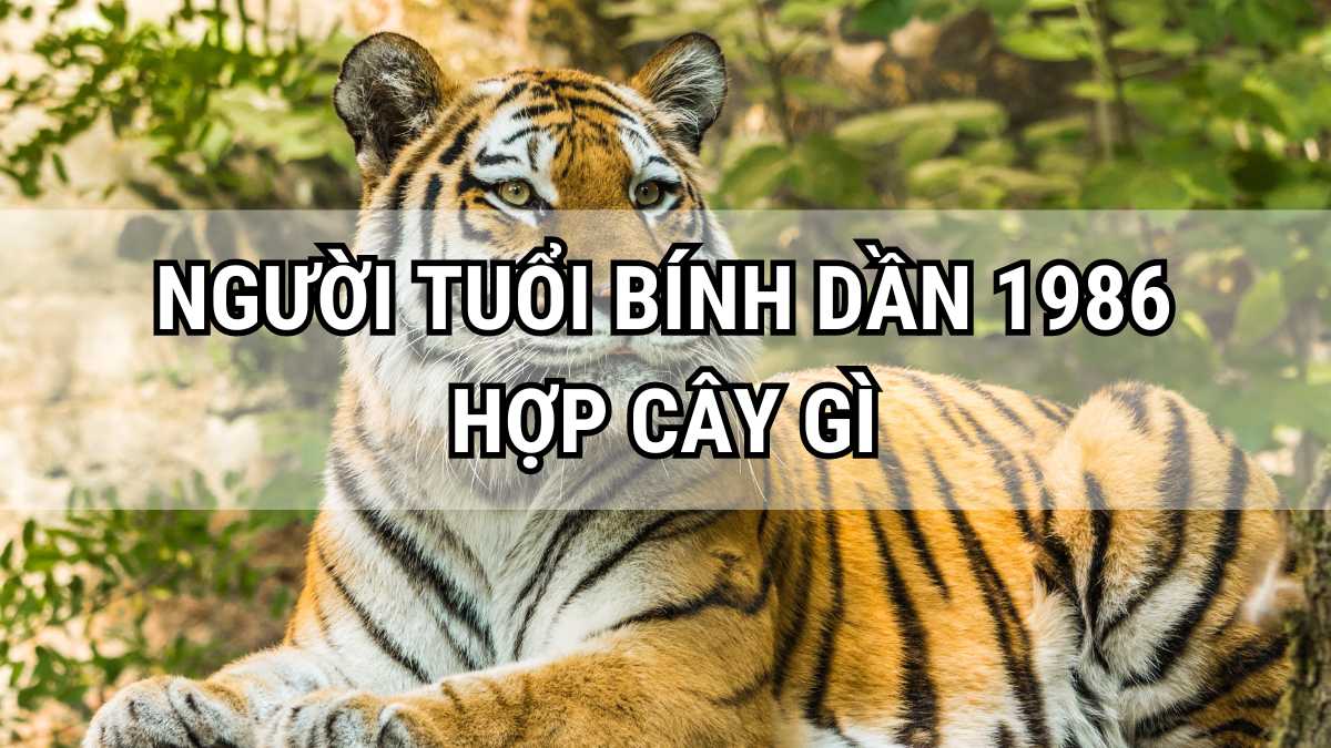 Tuổi Bính Dần 1986 và vận mệnh năm nay