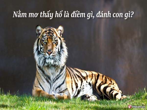 Hổ xuất hiện trong giấc mơ đánh đề số mấy