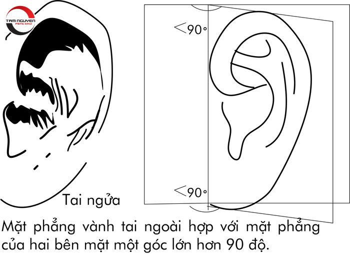 Quan sát tướng tai đoán vận mệnh