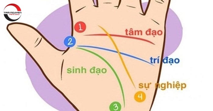 Đường chỉ tay nữ tay phải