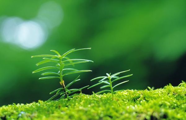 Giải Mã Sâu Sắc: Mệnh Mộc Kỵ Màu Gì? Trải Nghiệm Thực Tế Và Ứng Dụng Phong Thuỷ Hiện Đại Mệnh mộc nên tránh màu trắng và màu vàng