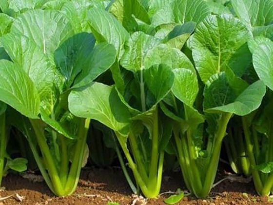 Mơ thấy rau xanh nên đánh con số nào