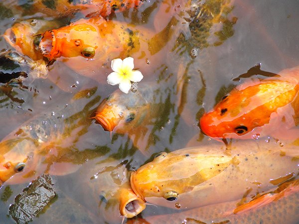 Cá chép vàng trong giấc mơ và con số may mắn