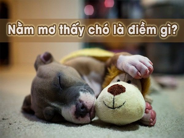 Chó con dễ thương xuất hiện trong giấc mơ
