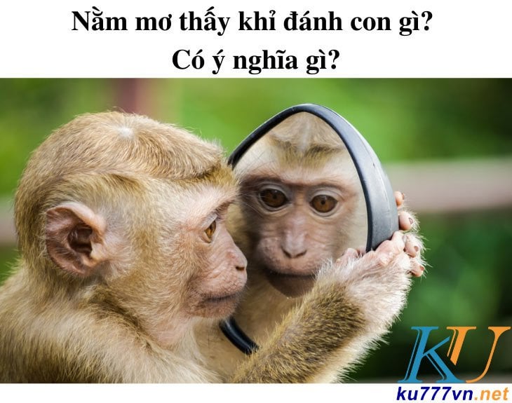 Khỉ xuất hiện trong giấc mơ ban đêm