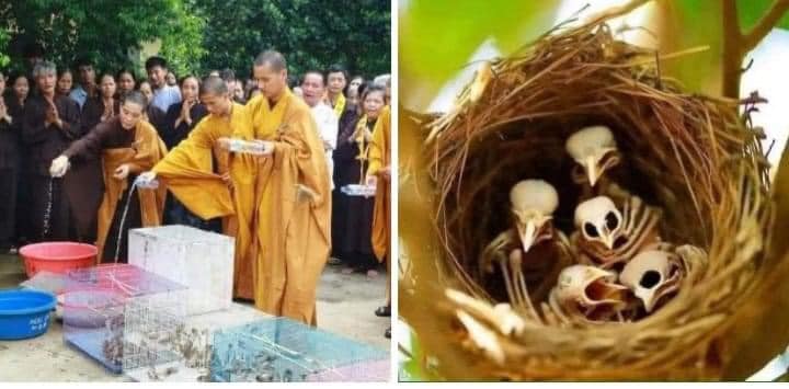 Bài cúng phóng sinh đơn giản tại nhà