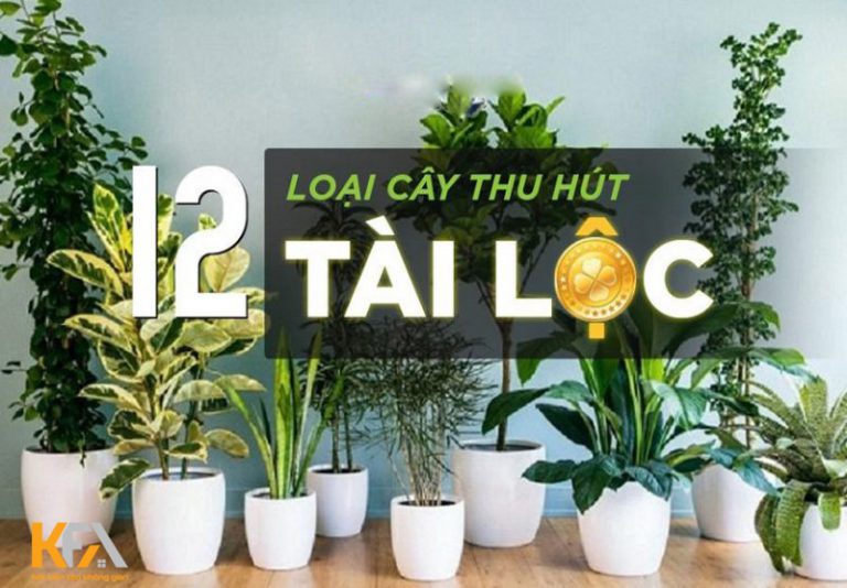 Cây phong thuỷ hợp mệnh Thuỷ trang trí phòng khách