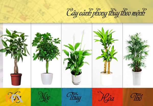 Cây phong thuỷ hợp mệnh Thuỷ trang trí phòng khách