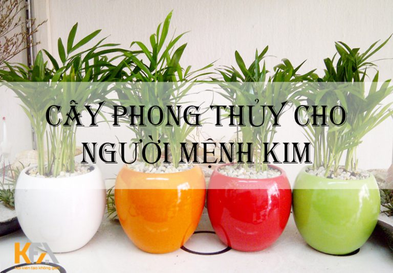 Cây phong thuỷ hợp mệnh Thuỷ trang trí phòng khách