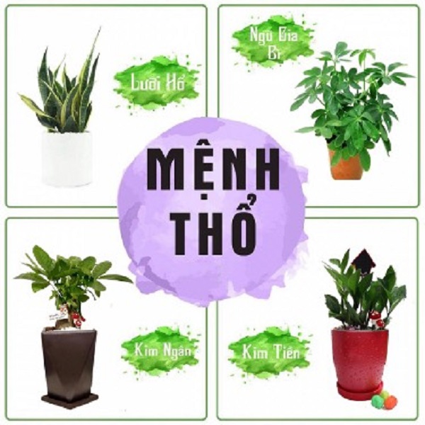 Cây phong thủy hợp mệnh Thổ giúp hút tài lộc