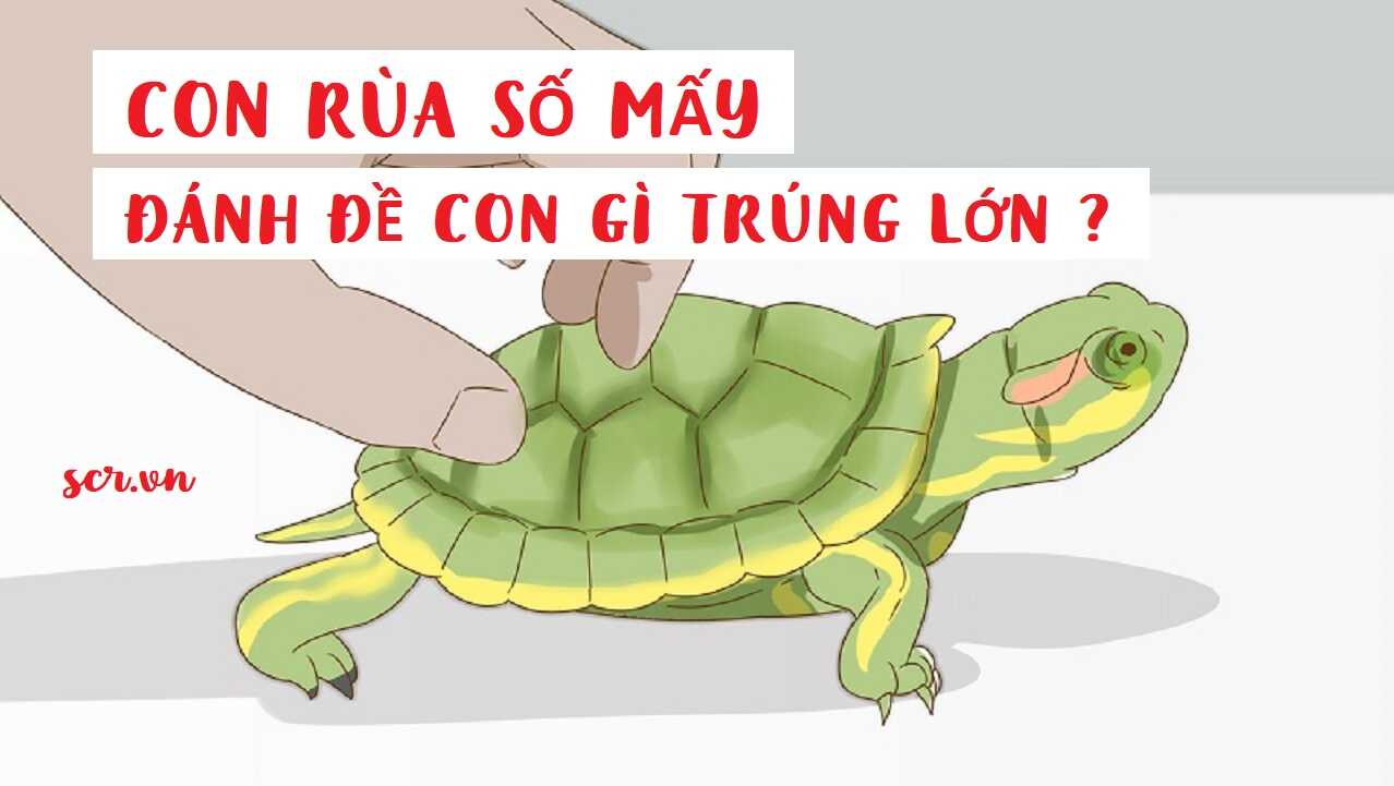 Chó cắn vào tay không chảy máu đánh đề số gì