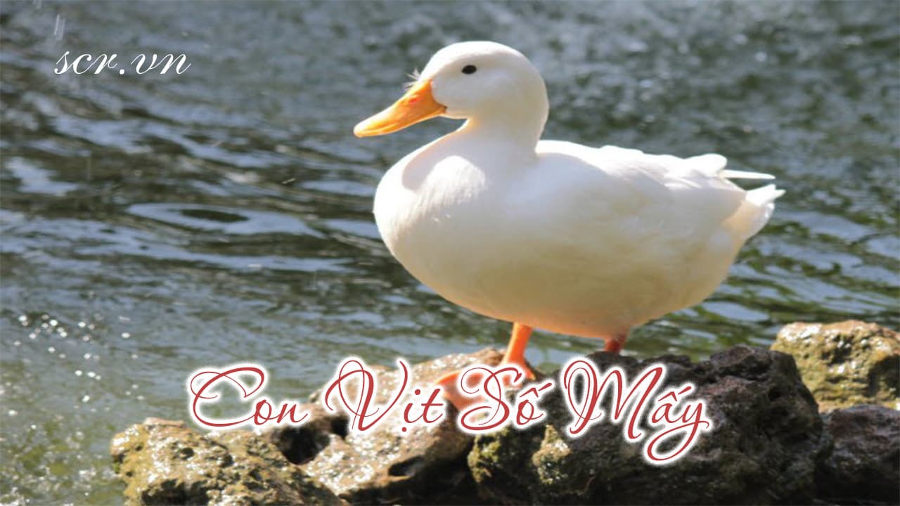 Người nhặt nhiều trứng vịt nằm mơ đánh đề số gì