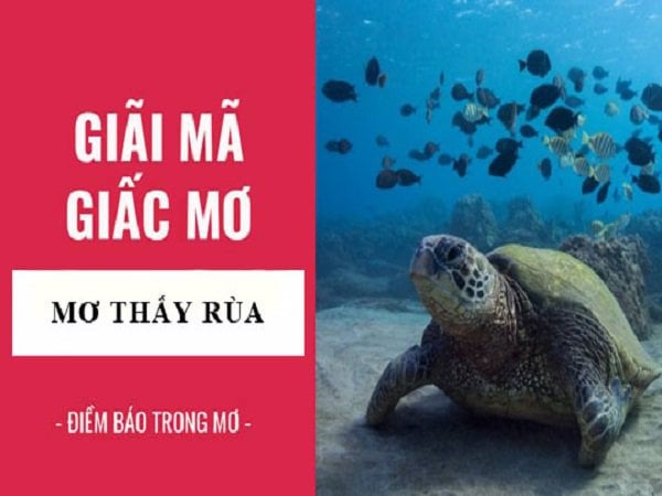 Rùa xuất hiện trong giấc mơ ban đêm
