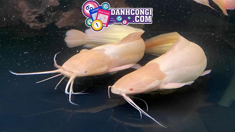 Nằm mơ thấy cá to nên đánh đề con gì