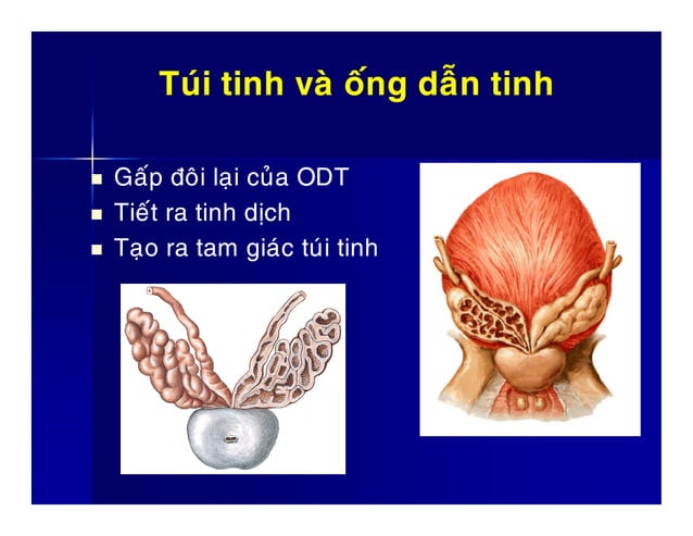 Nam nằm mơ thấy bộ phận sinh dục đánh đề số gì