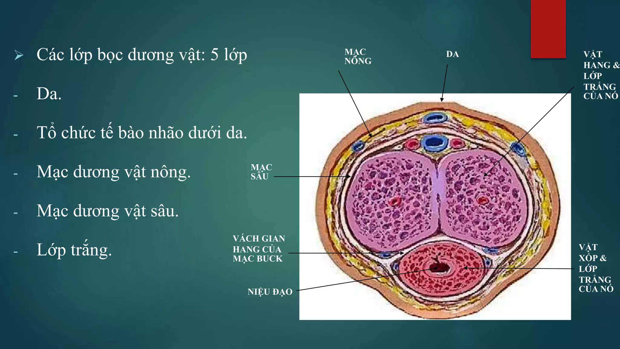 Nam nằm mơ thấy bộ phận sinh dục đánh đề số gì