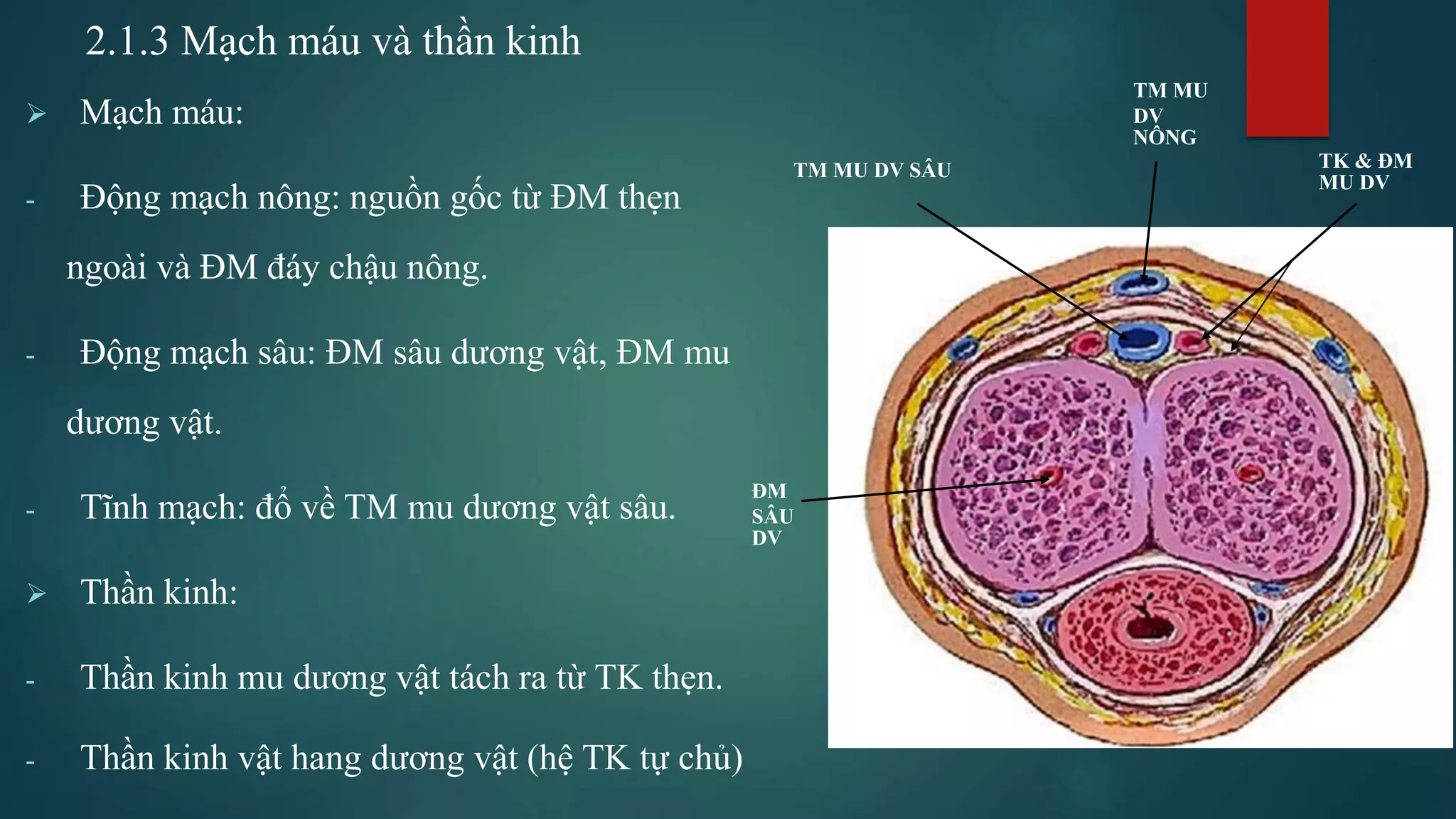 Bộ phận sinh dục nam và con số may mắn trong mơ