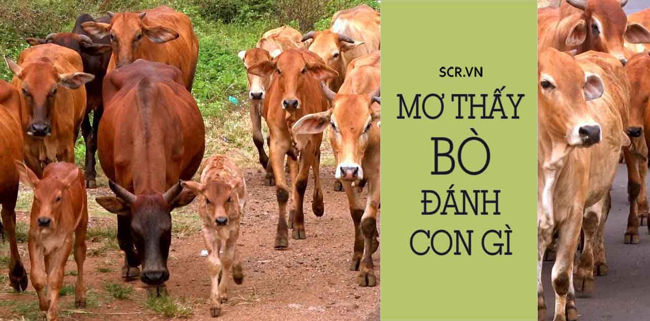 đàn bò trong giấc mơ đánh đề số mấy