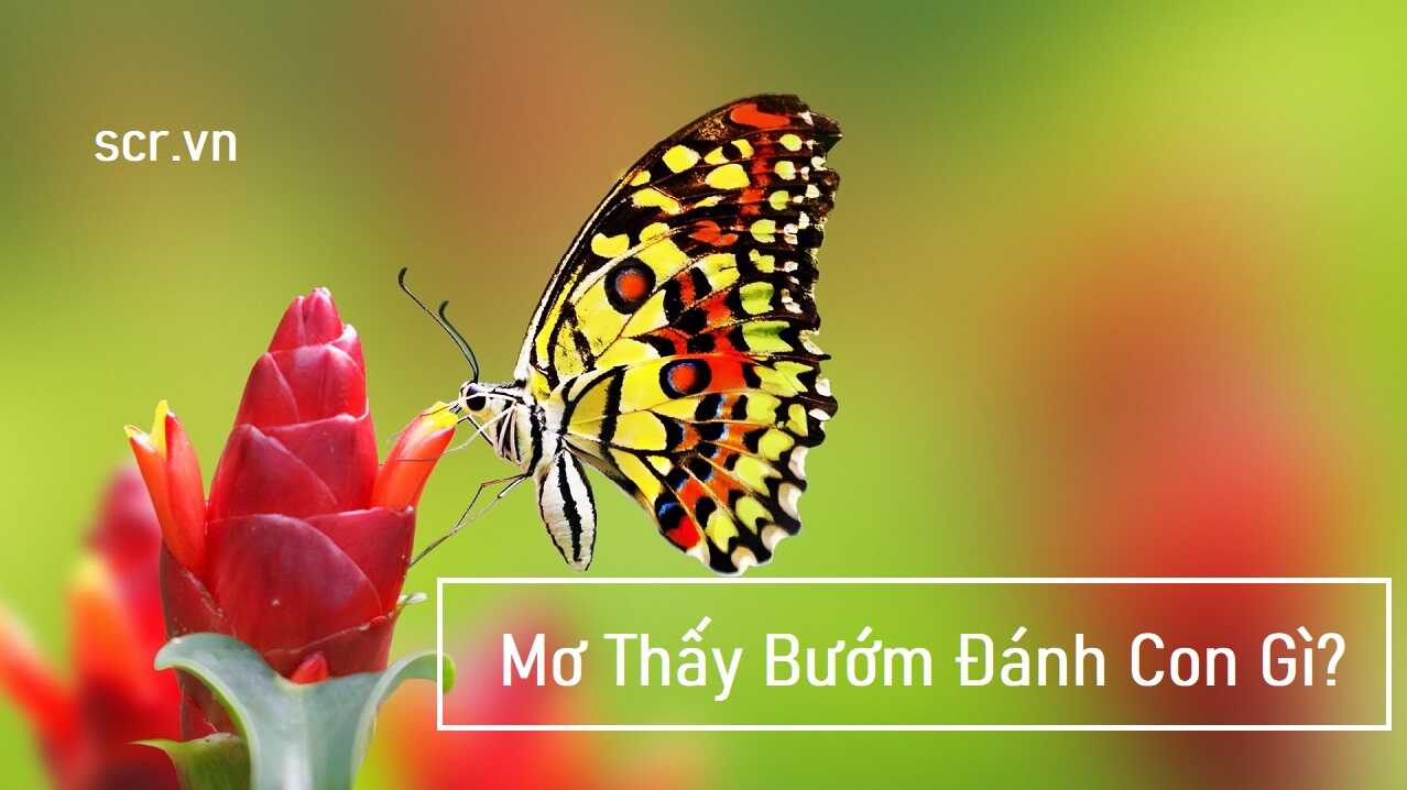 Bướm bay trong giấc mơ và con số may mắn