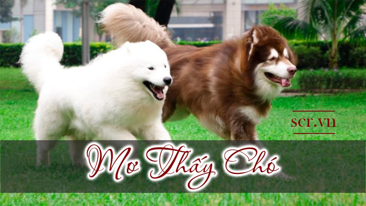 Chó cắn trong giấc mơ và con số may mắn