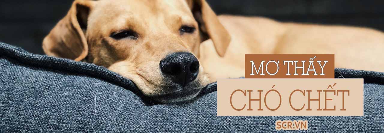 Chó cắn trong giấc mơ và con số may mắn