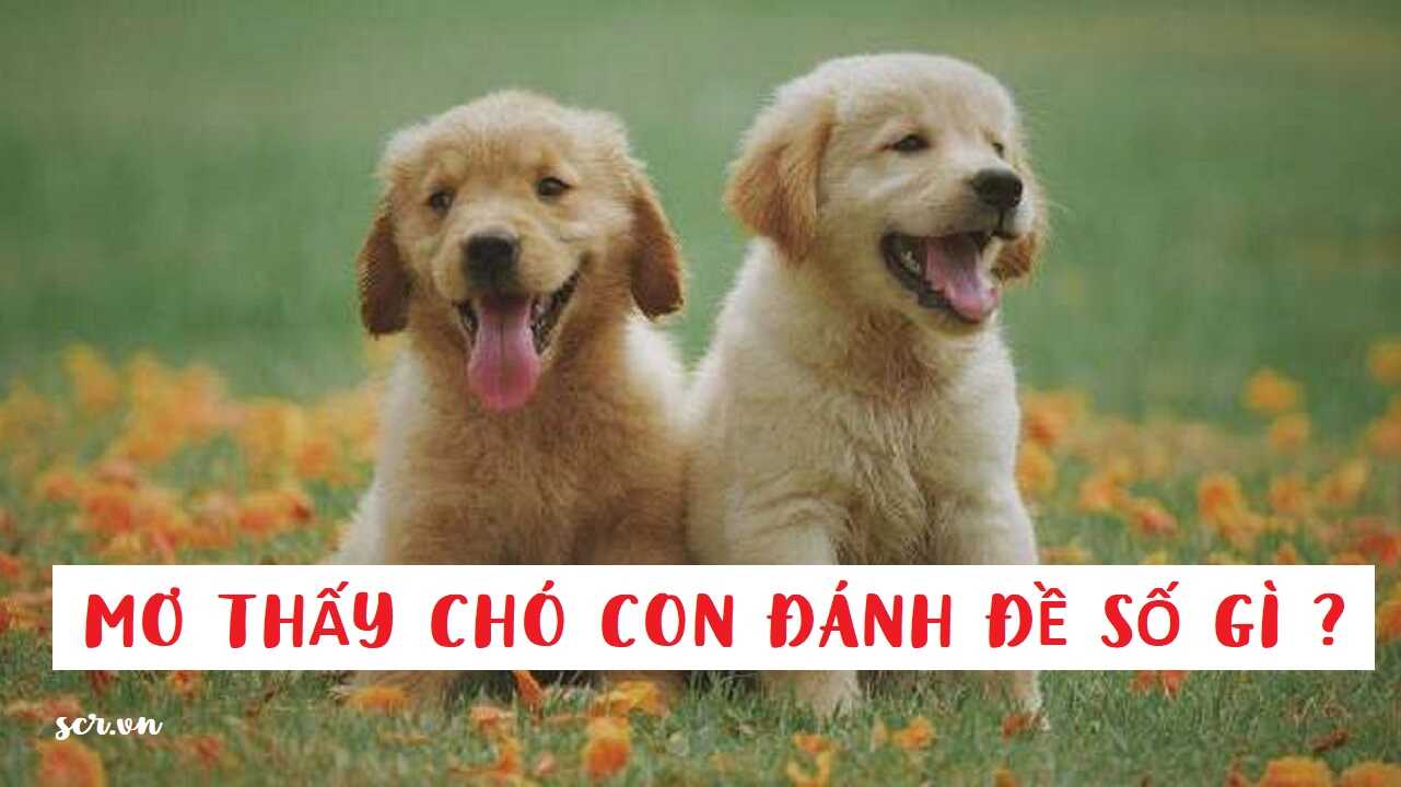 Chó con dễ thương trong giấc mơ và con số may mắn