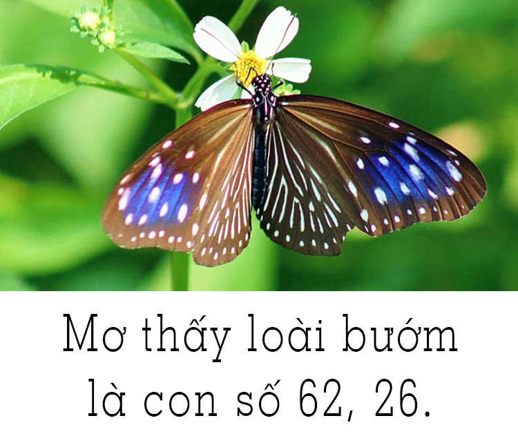 Bướm bay trong giấc mơ và con số may mắn