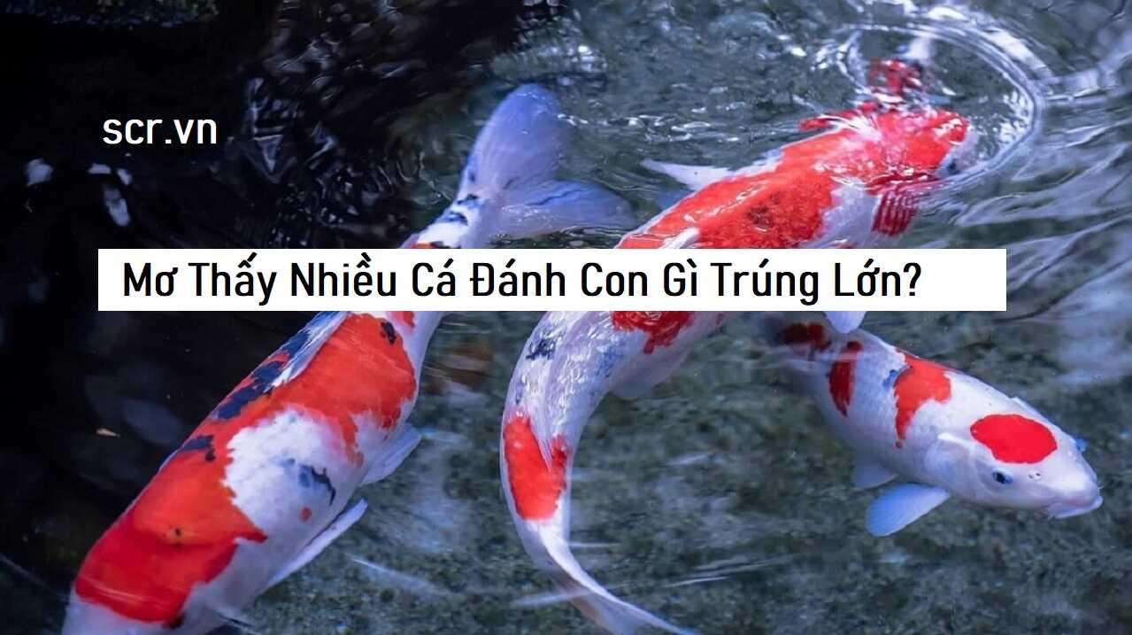 Mơ thấy bắt cá trê đen đánh đề con gì