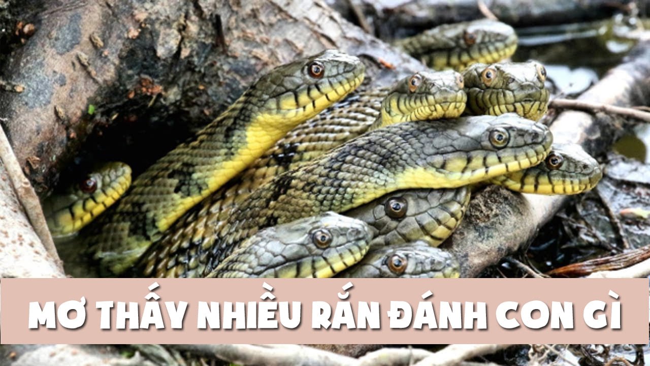 Mơ thấy hai xác chết nên đánh đề con gì