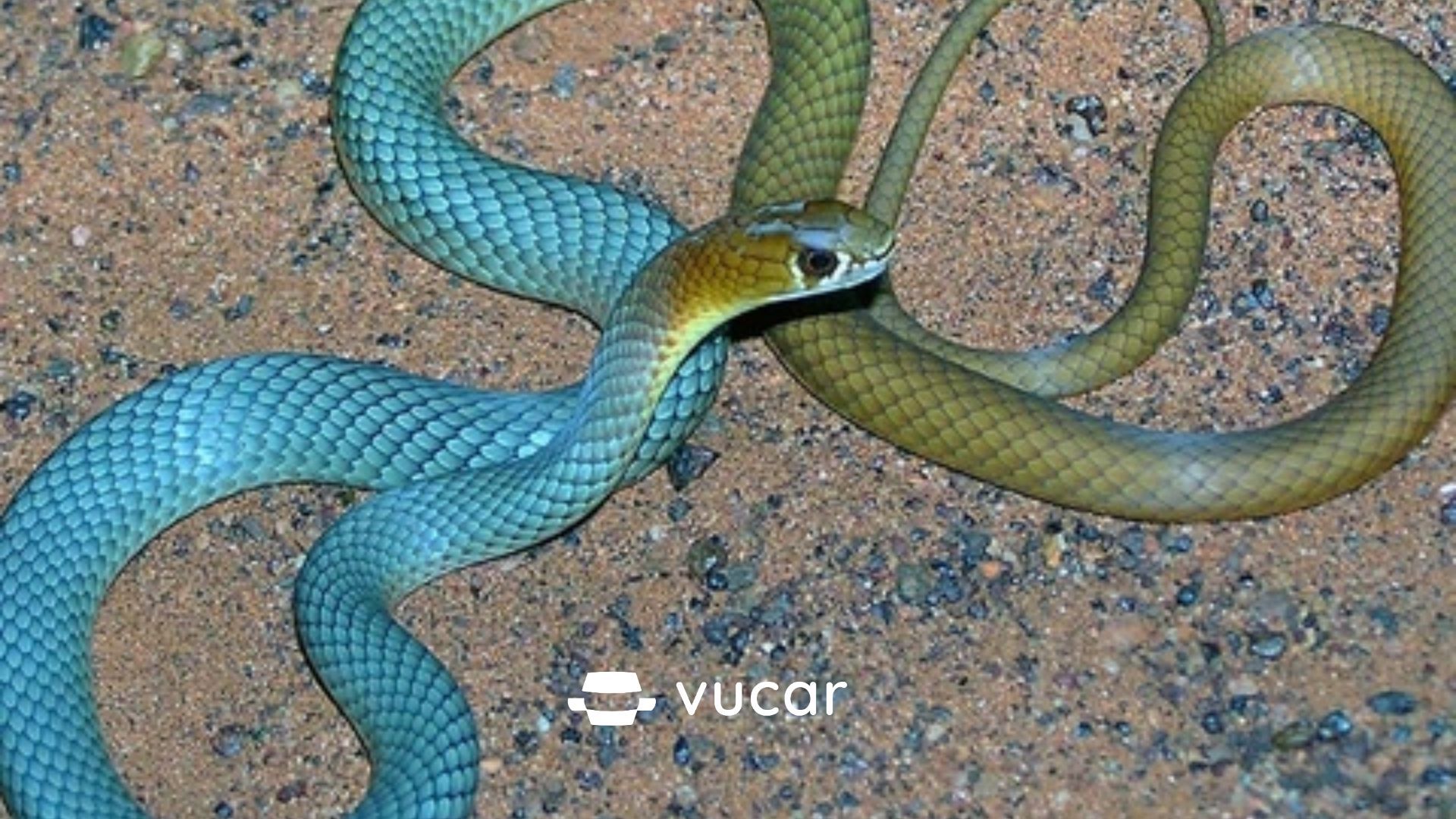 Mơ thấy rắn nên đánh con gì chuẩn xác