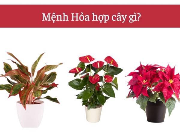 Cây phong thuỷ hợp mệnh hoả trang trí phòng khách
