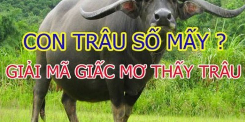 Con trâu xuất hiện trong giấc mơ ban đêm