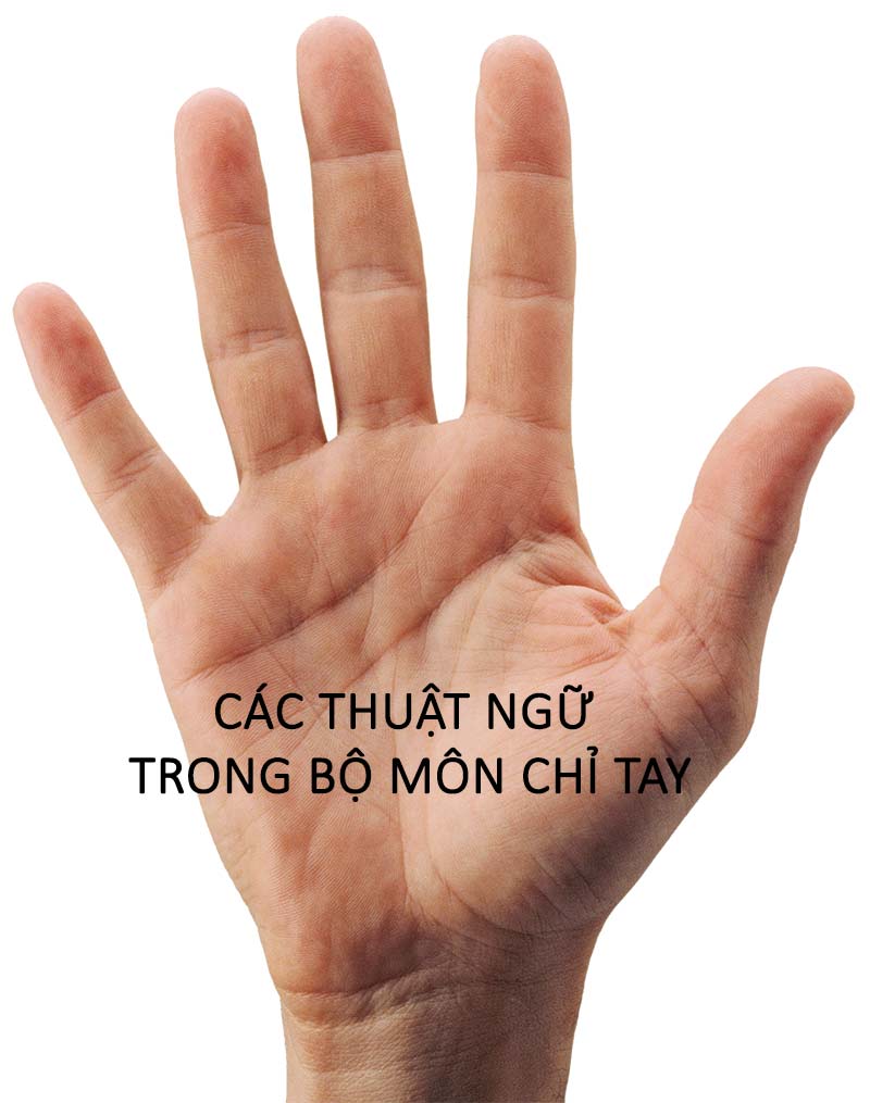 Thuật ngữ thường dùng khi xem chỉ tay
