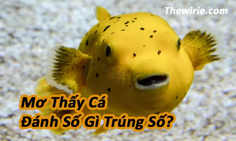Người nằm mơ thấy cá bơi dưới nước