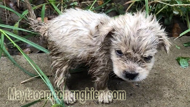 Chó xuất hiện trong giấc mơ mang ý nghĩa đặc biệt
