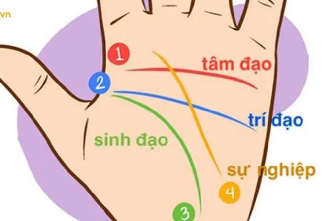 Hình ảnh phân tích đường chỉ tay