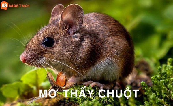 Chuột xuất hiện trong giấc mơ ban đêm