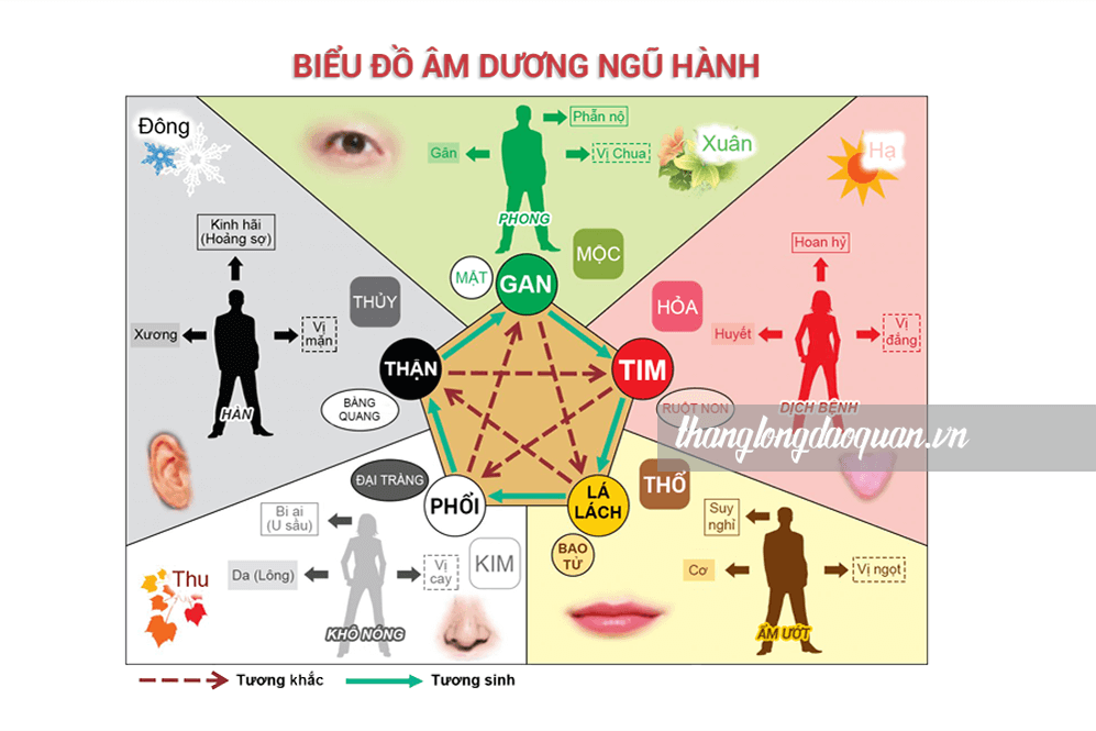 Âm Dương Trong Cơ Thể Con Người: Góc Nhìn Thực Tiễn Và Ứng Dụng Phong Thuỷ Hiện Đại Cân bằng âm dương trong cơ thể con người