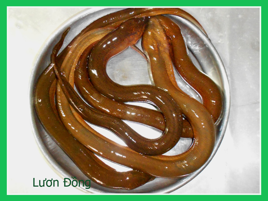 Lươn trong giấc mơ và con số may mắn