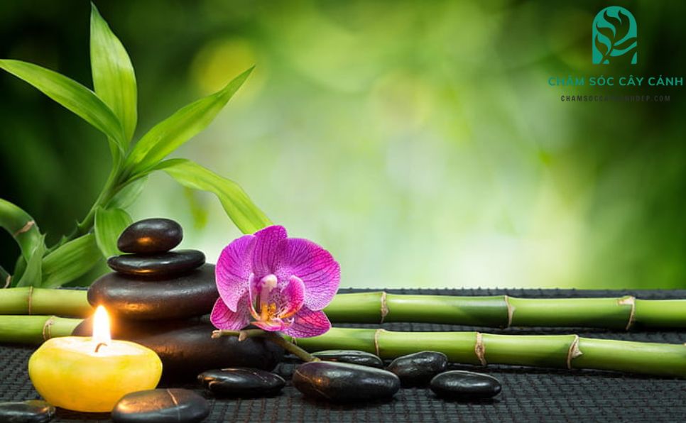 Cây cảnh hợp phong thuỷ trong không gian sống