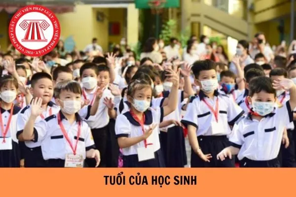 Học sinh sinh năm 2011 học lớp mấy năm 2026