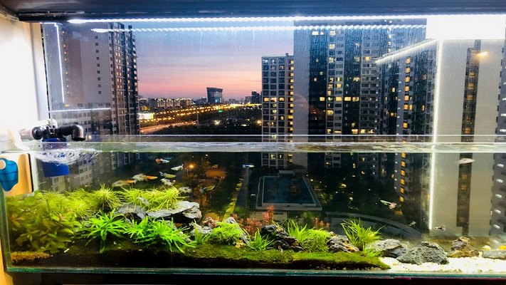 Bể cá đặt đúng hướng hợp phong thủy trong nhà