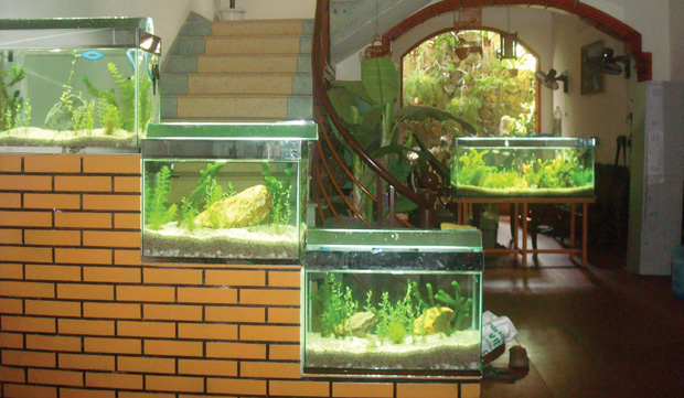Bể cá đặt đúng hướng hợp phong thủy trong nhà