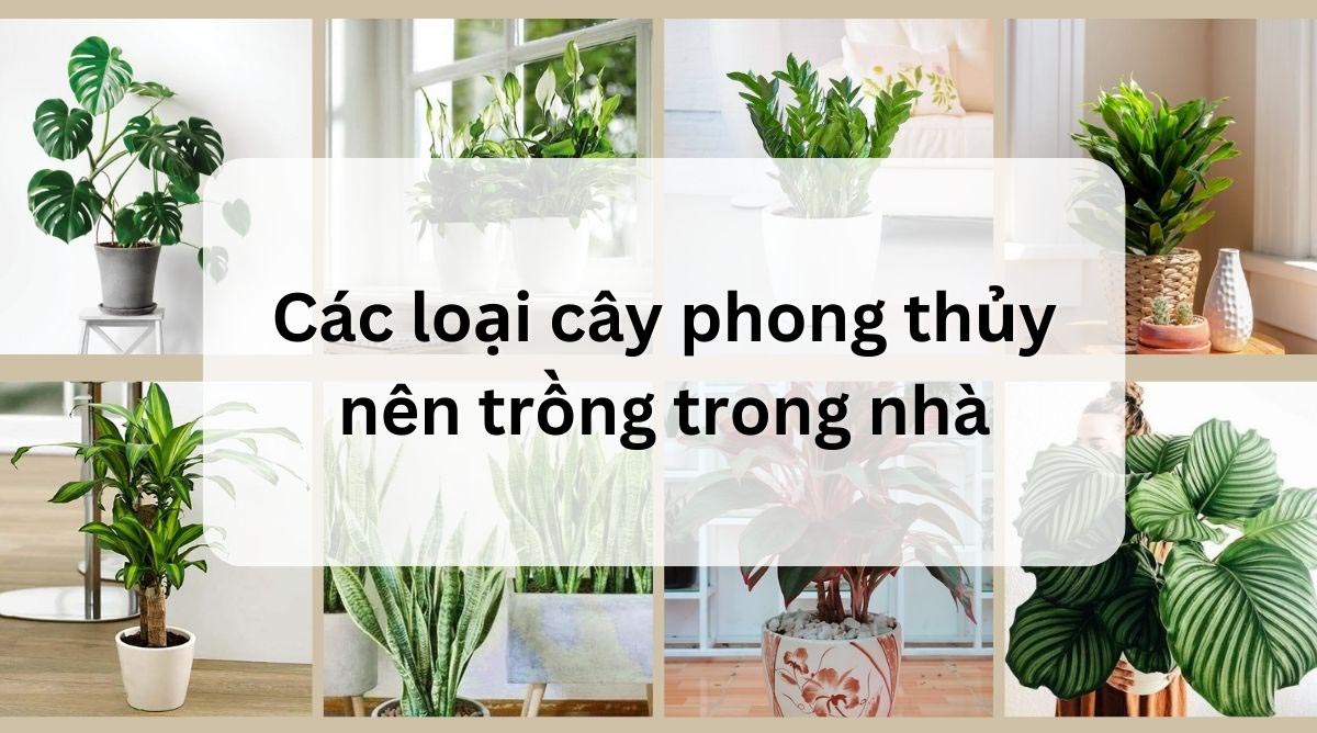 Cây cảnh hợp phong thuỷ trong không gian sống