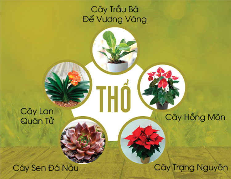 Cây phong thủy hợp mệnh Thổ giúp hút tài lộc