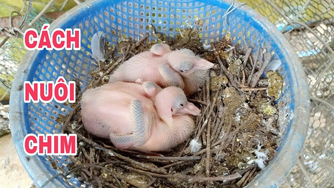 Chim bồ câu và con số may mắn khi mơ thấy