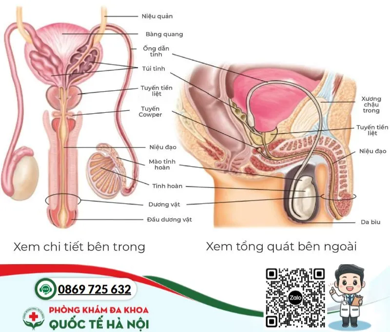 Bộ phận sinh dục nam và con số may mắn trong mơ