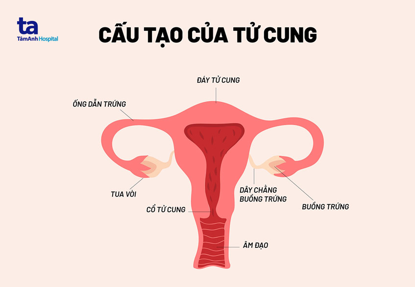 Tử vi theo cung thân chi tiết năm nay