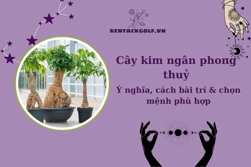 Cây phong thuỷ hợp mệnh kim đặt trong phòng khách