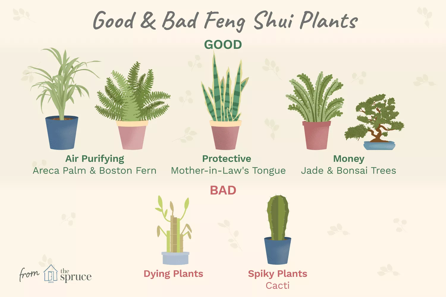Cây phong thuỷ hợp mệnh Thuỷ trang trí phòng khách